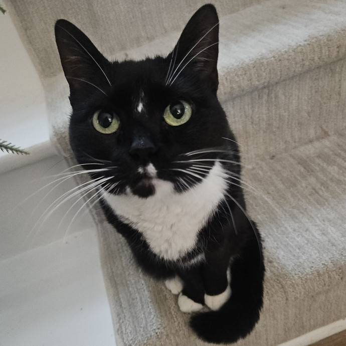 Blue Ribbon Cat Sitter Of Queen City