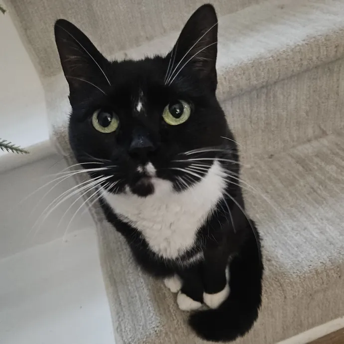 Blue Ribbon Cat Sitter Of Queen City