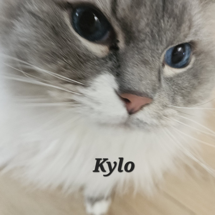 Blue Ribbon Cat Sitter Of Queen City