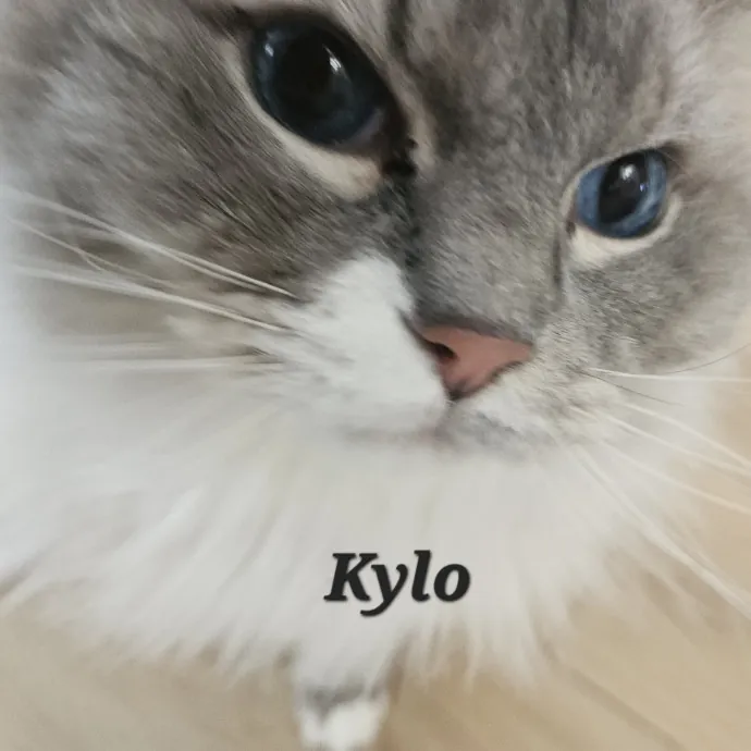 Blue Ribbon Cat Sitter Of Queen City