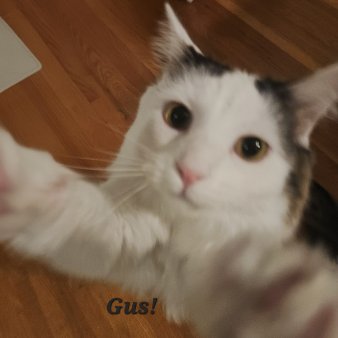 Blue Ribbon Cat Sitter Of Queen City