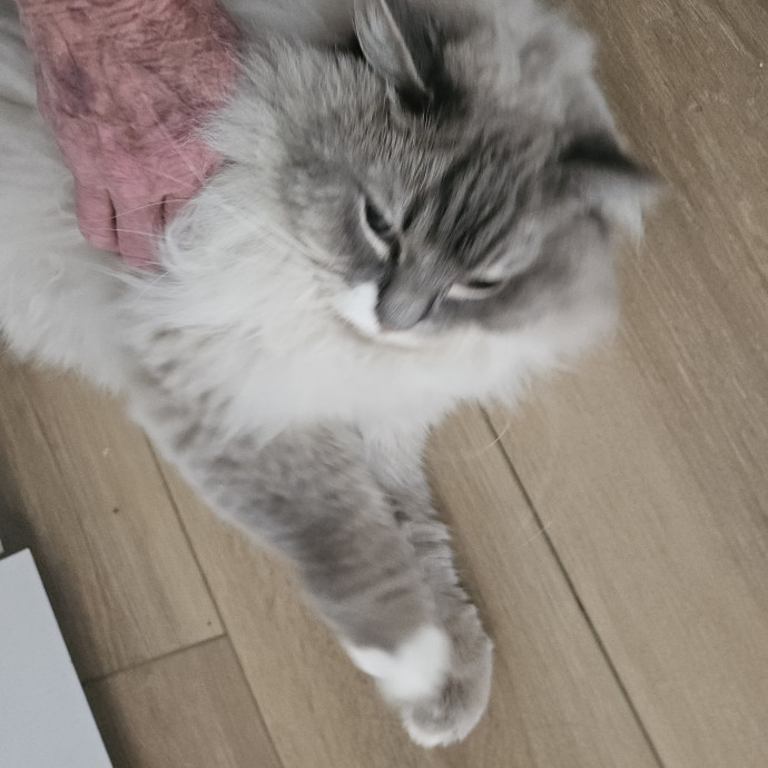 Blue Ribbon Cat Sitter Of Queen City