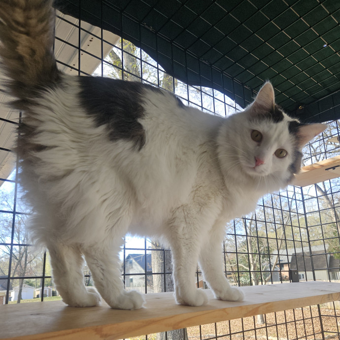 Blue Ribbon Cat Sitter Of Queen City