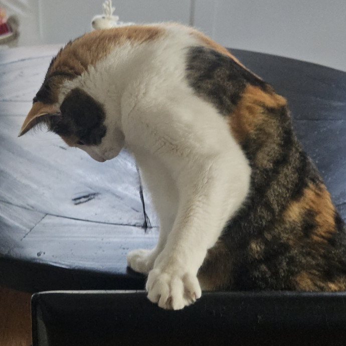 Blue Ribbon Cat Sitter Of Queen City