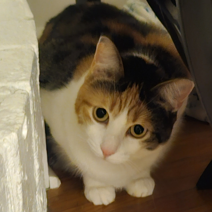 Blue Ribbon Cat Sitter Of Queen City