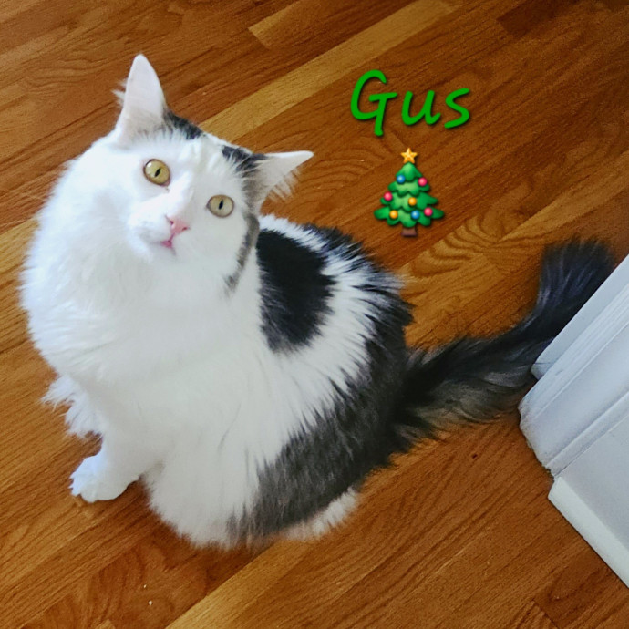 Blue Ribbon Cat Sitter Of Queen City