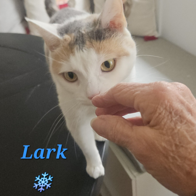 Blue Ribbon Cat Sitter Of Queen City