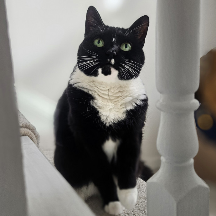 Blue Ribbon Cat Sitter Of Queen City
