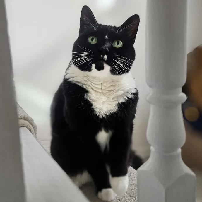 Blue Ribbon Cat Sitter Of Queen City