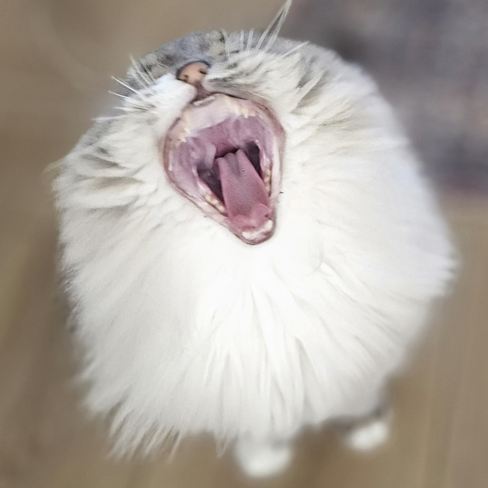 Blue Ribbon Cat Sitter Of Queen City