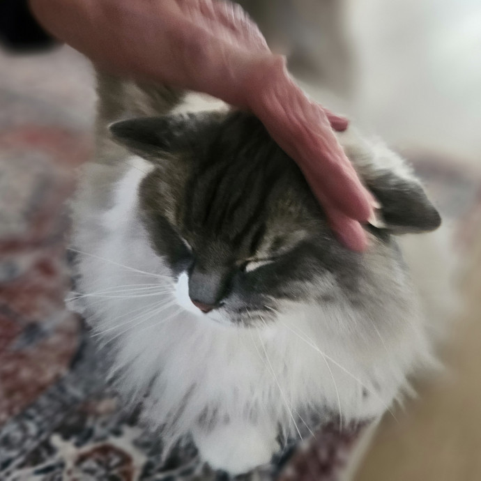 Blue Ribbon Cat Sitter Of Queen City