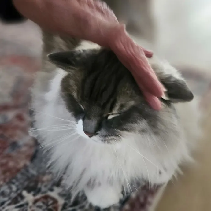 Blue Ribbon Cat Sitter Of Queen City