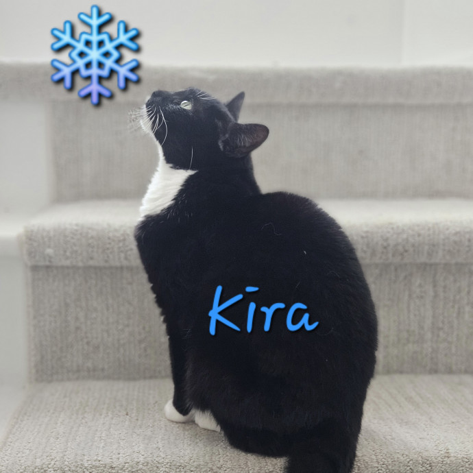 Blue Ribbon Cat Sitter Of Queen City