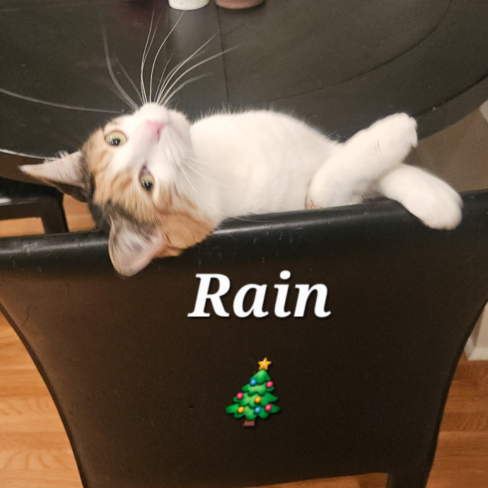 Blue Ribbon Cat Sitter Of Queen City