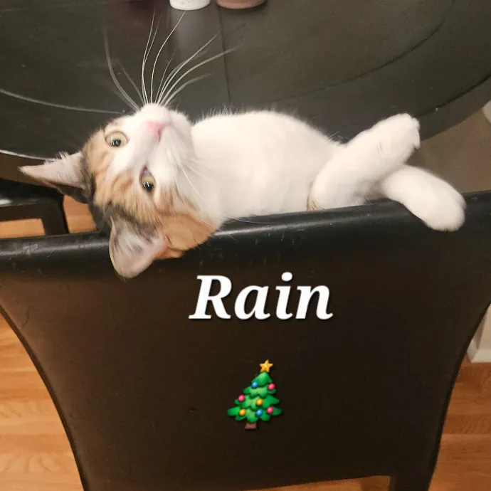Blue Ribbon Cat Sitter Of Queen City