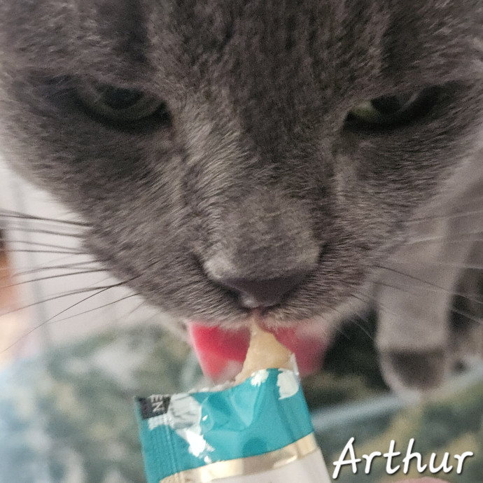 Blue Ribbon Cat Sitter Of Queen City