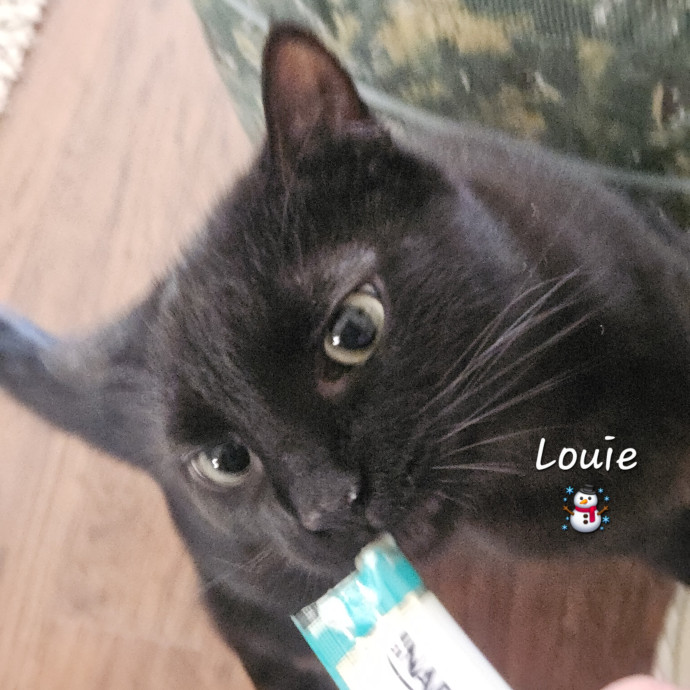 Blue Ribbon Cat Sitter Of Queen City