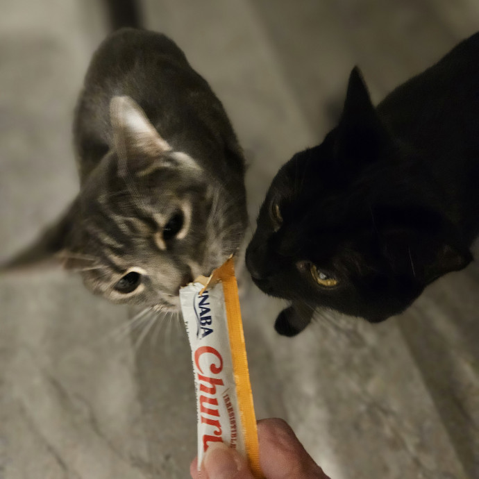 Blue Ribbon Cat Sitter Of Queen City