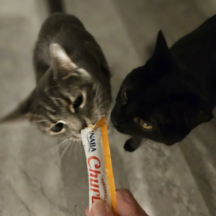 Blue Ribbon Cat Sitter Of Queen City