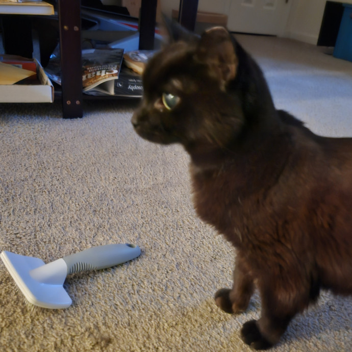 Blue Ribbon Cat Sitter Of Queen City