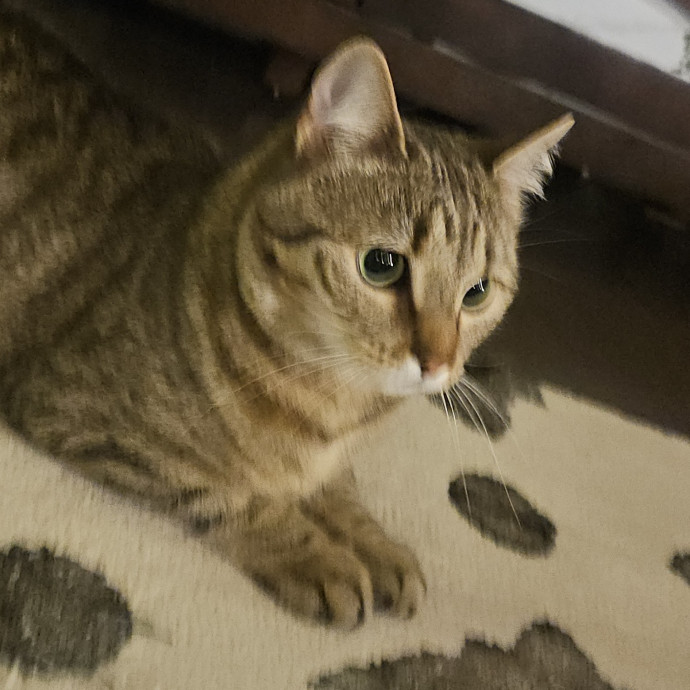 Blue Ribbon Cat Sitter Of Queen City