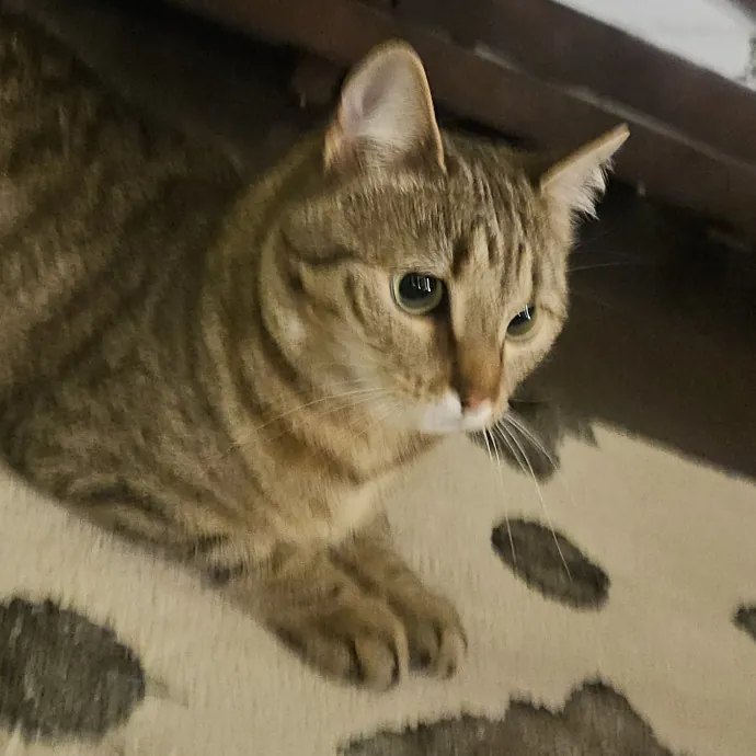 Blue Ribbon Cat Sitter Of Queen City
