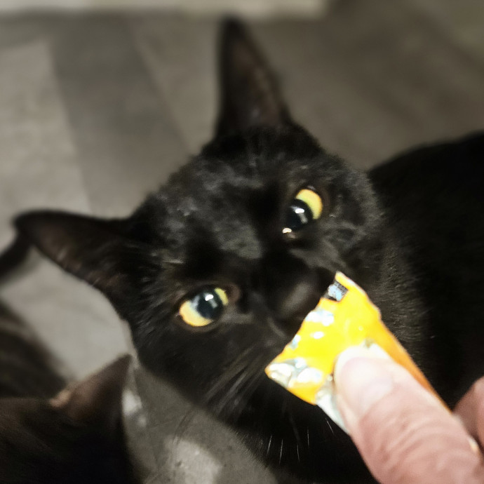 Blue Ribbon Cat Sitter Of Queen City