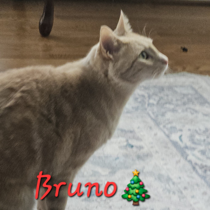 Blue Ribbon Cat Sitter Of Queen City