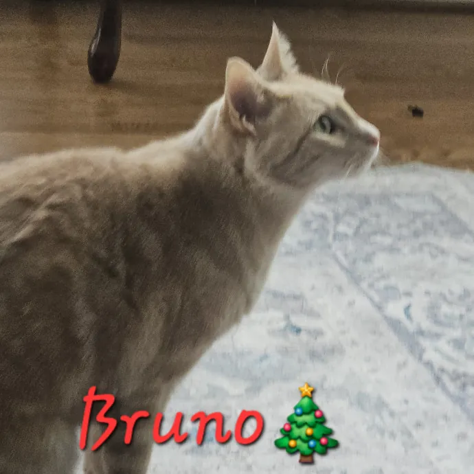 Blue Ribbon Cat Sitter Of Queen City