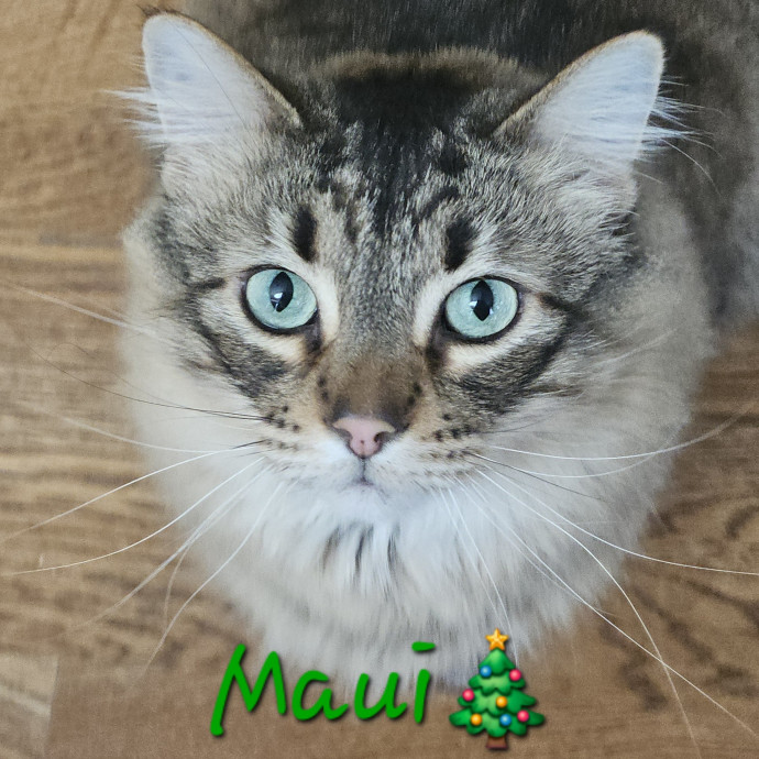 Blue Ribbon Cat Sitter Of Queen City