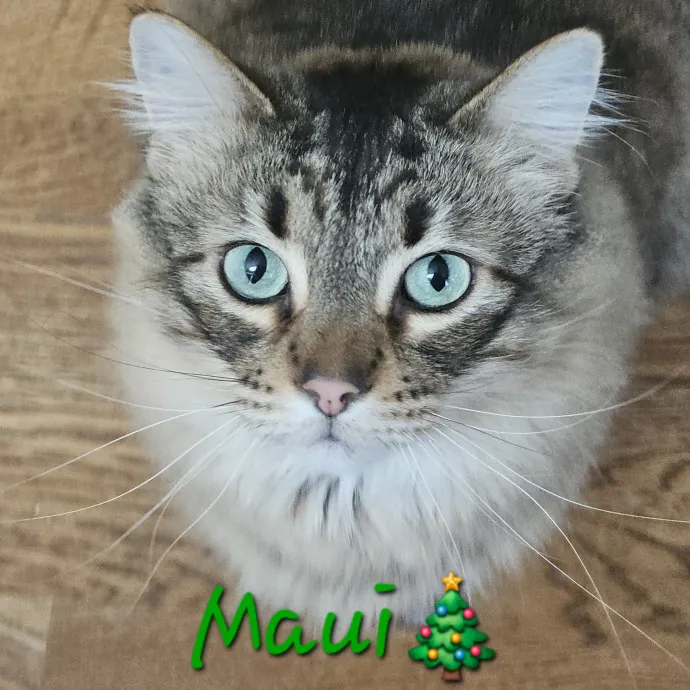 Blue Ribbon Cat Sitter Of Queen City