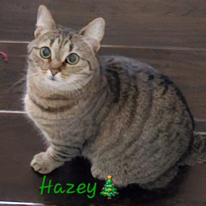 Blue Ribbon Cat Sitter Of Queen City