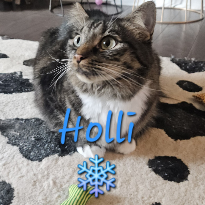 Blue Ribbon Cat Sitter Of Queen City