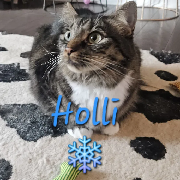 Blue Ribbon Cat Sitter Of Queen City