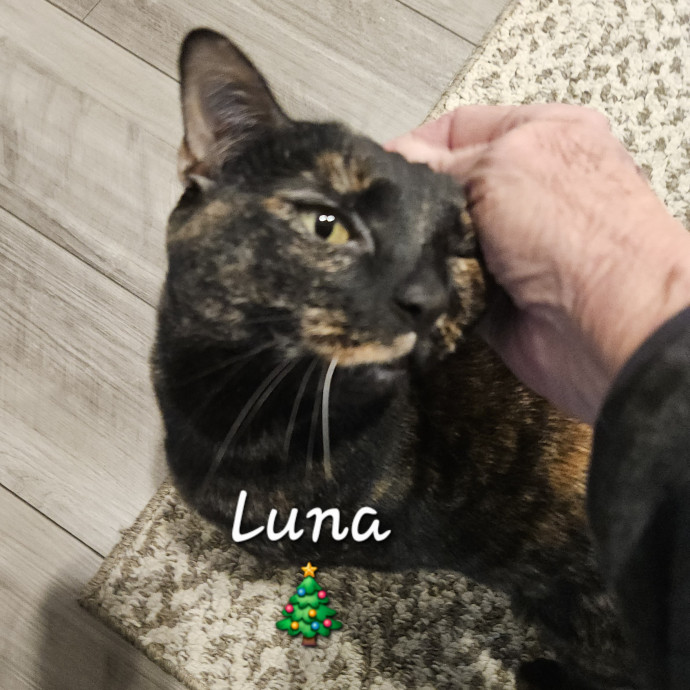 Blue Ribbon Cat Sitter Of Queen City