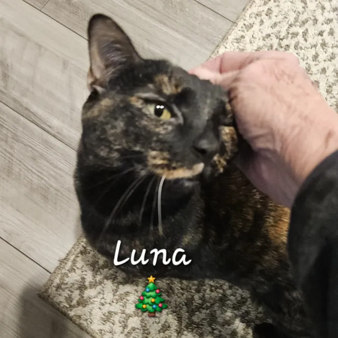 Blue Ribbon Cat Sitter Of Queen City