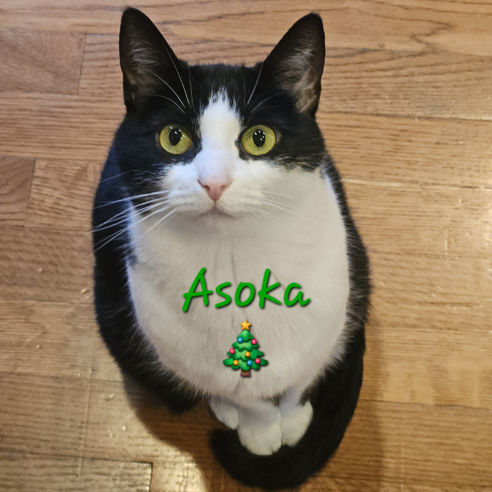 Blue Ribbon Cat Sitter Of Queen City
