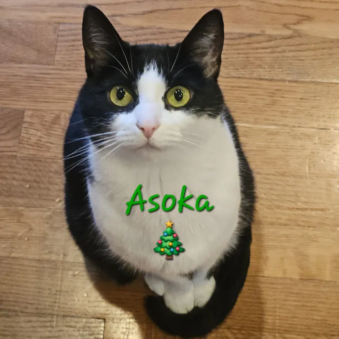 Blue Ribbon Cat Sitter Of Queen City