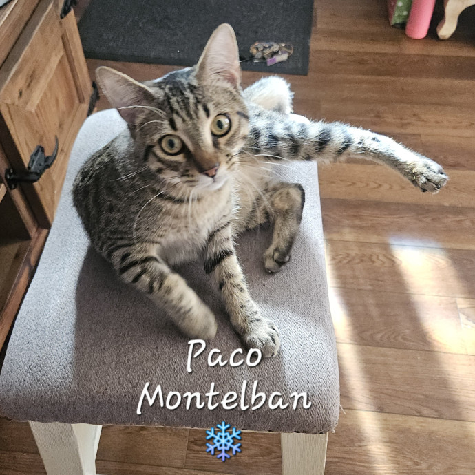 Blue Ribbon Cat Sitter Of Queen City