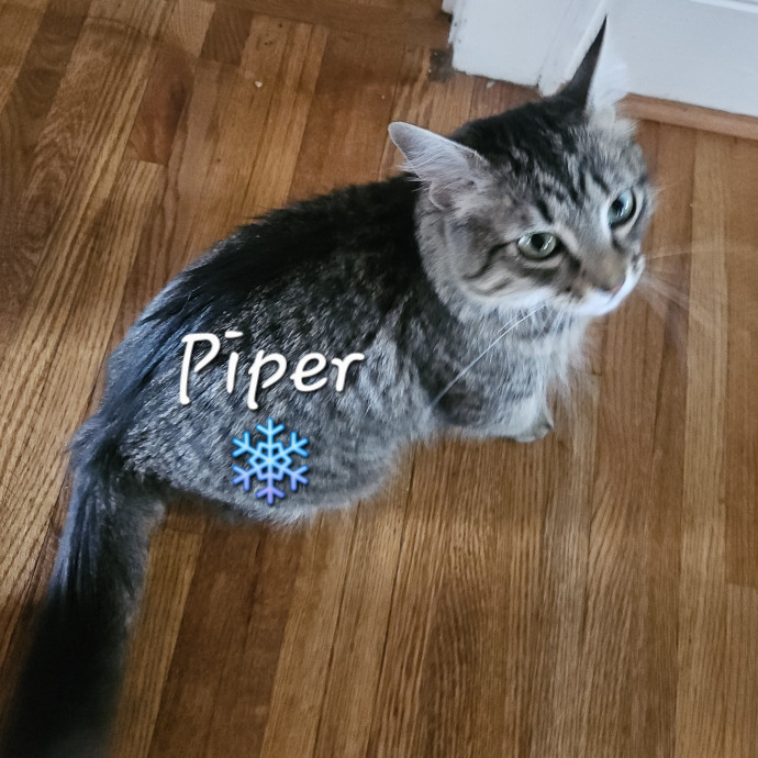 Blue Ribbon Cat Sitter Of Queen City