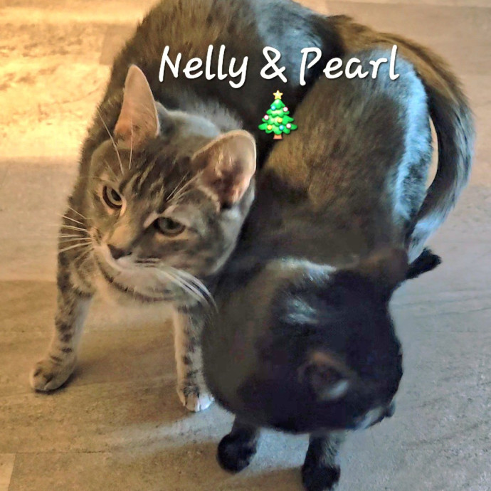 Blue Ribbon Cat Sitter Of Queen City