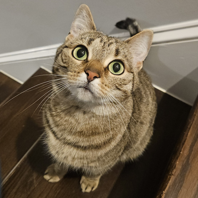 Blue Ribbon Cat Sitter Of Queen City