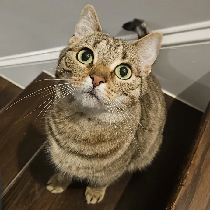 Blue Ribbon Cat Sitter Of Queen City