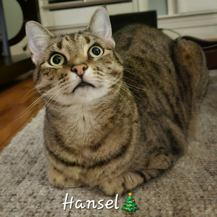 Blue Ribbon Cat Sitter Of Queen City