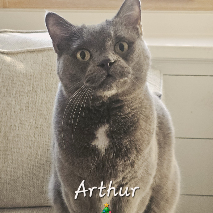 Blue Ribbon Cat Sitter Of Queen City
