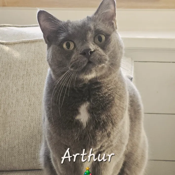 Blue Ribbon Cat Sitter Of Queen City