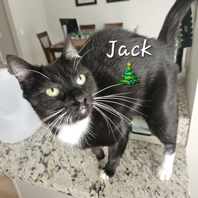 Blue Ribbon Cat Sitter Of Queen City