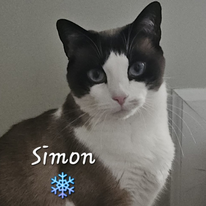 Blue Ribbon Cat Sitter Of Queen City