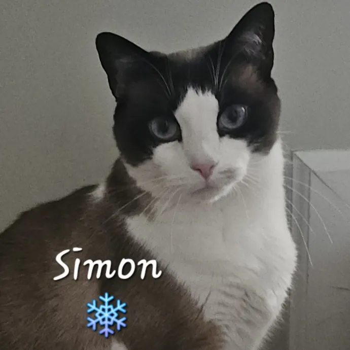 Blue Ribbon Cat Sitter Of Queen City
