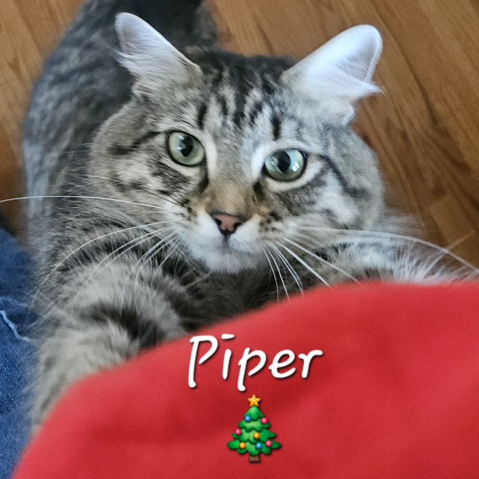 Blue Ribbon Cat Sitter Of Queen City